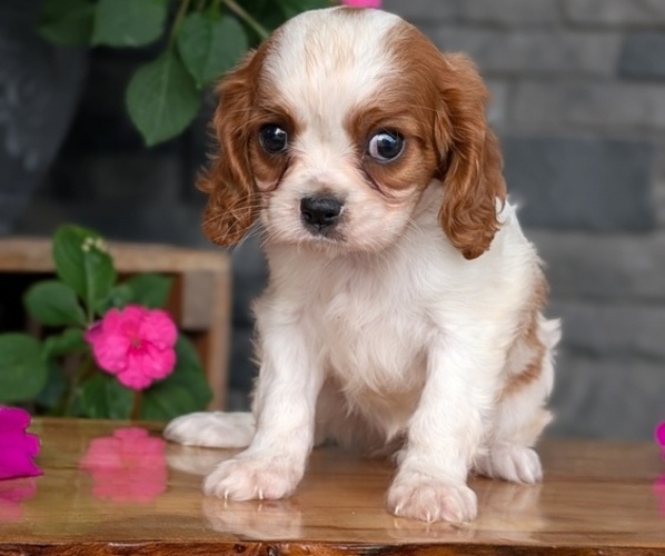 Medium Photo #10 Cavalier King Charles Spaniel Puppy For Sale in GOSHEN, IN, USA