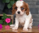 Small #9 Cavalier King Charles Spaniel