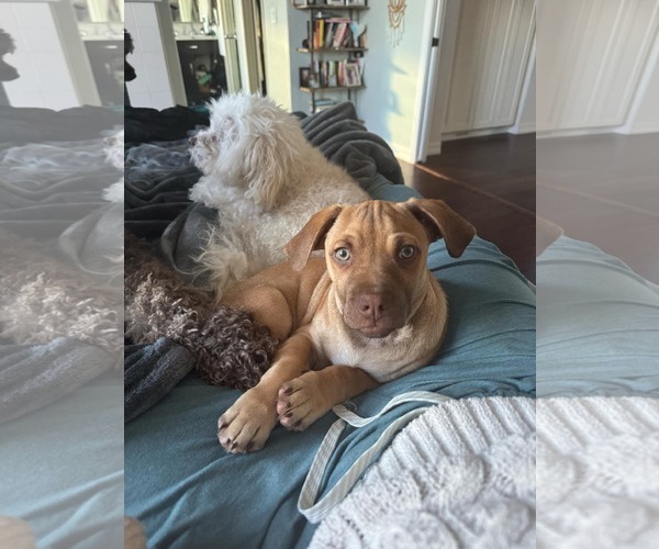 Medium Photo #7 Daug Puppy For Sale in Escondido, CA, USA