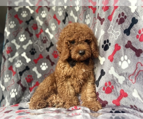 Medium Photo #2 Cock-A-Poo Puppy For Sale in LAKELAND, FL, USA