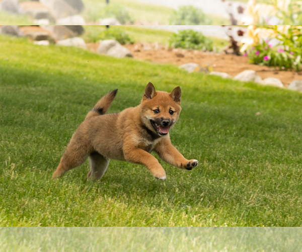 Medium Photo #5 Shiba Inu Puppy For Sale in MILLERSBURG, IN, USA