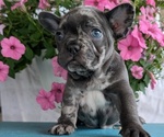 Small #1 French Bulldog