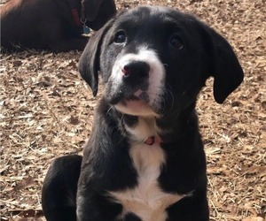 Labrador Retriever-Mutt Mix Puppy for sale in ROYSTON, GA, USA