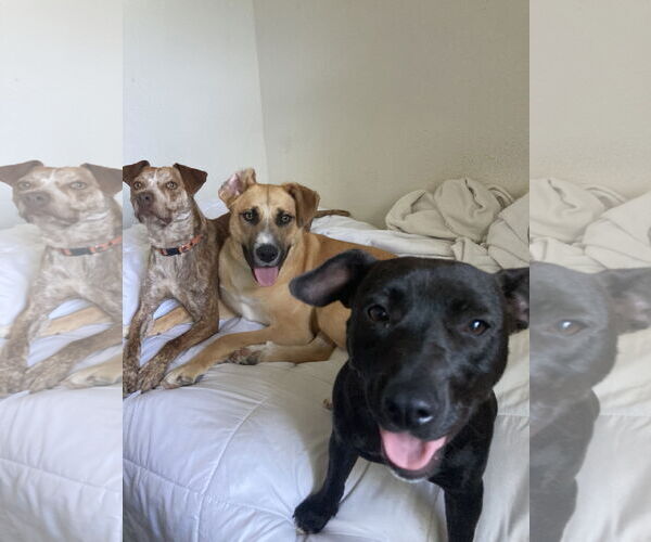 Medium Photo #3 Staffordshire Bull Terrier-Unknown Mix Puppy For Sale in San Diego, CA, USA