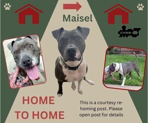 American Pit Bull Terrier-Unknown Mix Dogs for adoption in Lindsay, CA, USA