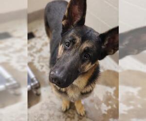German Shepherd Dog Dogs for adoption in Jackson, CA, USA