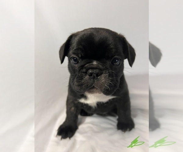 Medium Photo #4 French Bulldog Puppy For Sale in JOLIET, IL, USA