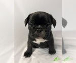Small #3 French Bulldog