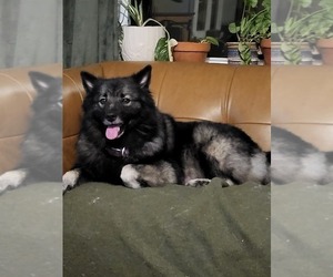 Mother of the Keeshond puppies born on 09/24/2025