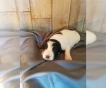 Puppy 4 Pyredoodle