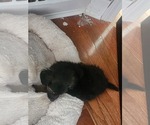Small #17 Dachshund