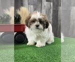 Small #2 Shih Tzu