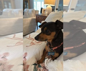 Dachshund-Unknown Mix Dogs for adoption in Gulfport, MI, USA