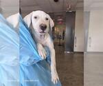 Small Great Dane Mix