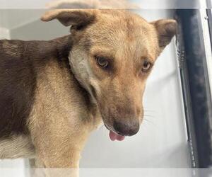 German Shepherd Dog-Unknown Mix Dogs for adoption in Houston, TX, USA