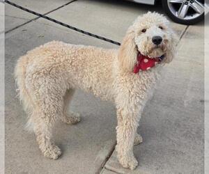 Poodle (Standard) Dogs for adoption in San Antonio, TX, USA