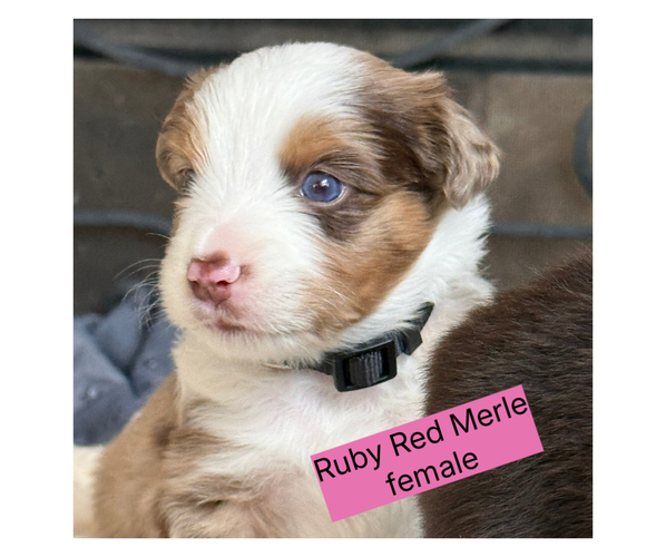 Medium Photo #1 Miniature Australian Shepherd Puppy For Sale in CONROE, TX, USA