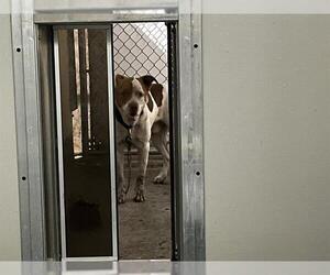 American Pit Bull Terrier-Unknown Mix Dogs for adoption in Ocala, FL, USA