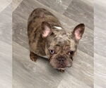 Small #3 French Bulldog