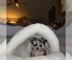 Small #10 Chihuahua