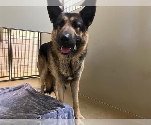 Medium Photo #1 German Shepherd Dog Puppy For Sale in Santa Maria, CA, USA