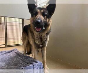 German Shepherd Dog Dogs for adoption in Santa Maria, CA, USA