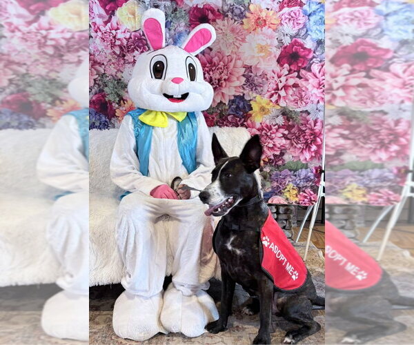 Medium Photo #5 Mutt Puppy For Sale in Ellijay, GA, USA