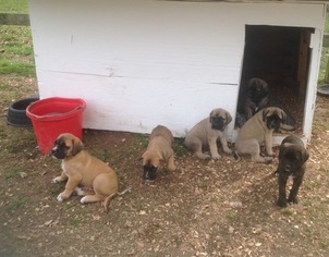 Mastiff Puppy for sale in ARAB, AL, USA