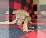 Small #16 German Shepherd Dog-Siberian Husky Mix