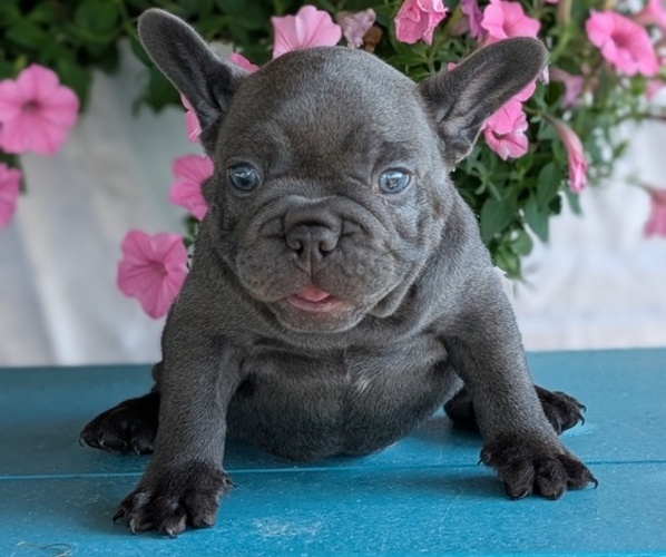 Medium Photo #4 French Bulldog Puppy For Sale in GOSHEN, IN, USA