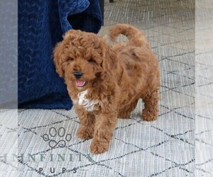 Goldendoodle (Miniature) Puppy for sale in EPHRATA, PA, USA