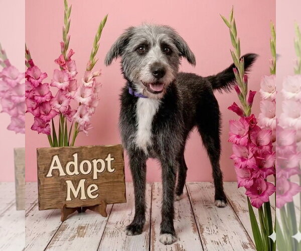 Medium Photo #2 Mutt Puppy For Sale in Huntley, IL, USA