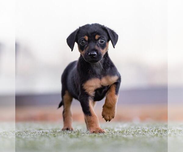 Medium Photo #3 Mutt Puppy For Sale in San Diego, CA, USA