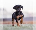Small #2 Mutt