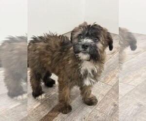 Whoodle Puppy for sale in INDIANAPOLIS, IN, USA