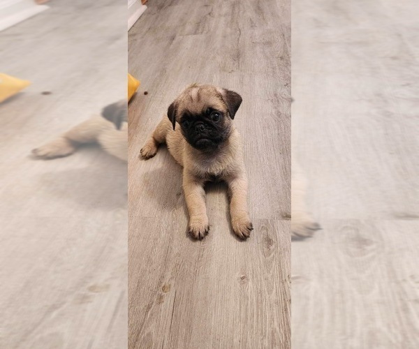 View Ad Pug Litter of Puppies for Sale near Michigan, DEARBORN HEIGHTS