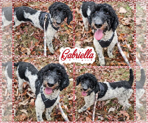 Medium Photo #1 Poodle (Standard) Puppy For Sale in Blacksburg, SC, USA