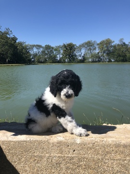 Medium Photo #3 Poodle (Standard) Puppy For Sale in AUGSBURG, IL, USA