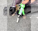 Small Photo #16 Bulldog-Labrador Retriever Mix Puppy For Sale in Sanford, FL, USA