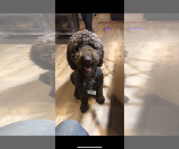 Medium Photo #1 Poodle (Standard) Puppy For Sale in POWELL, TN, USA