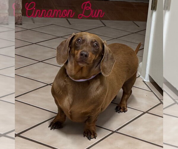 Medium Photo #5 Dachshund Puppy For Sale in San Antonio, TX, USA