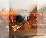 Small #8 German Shorthaired Pointer