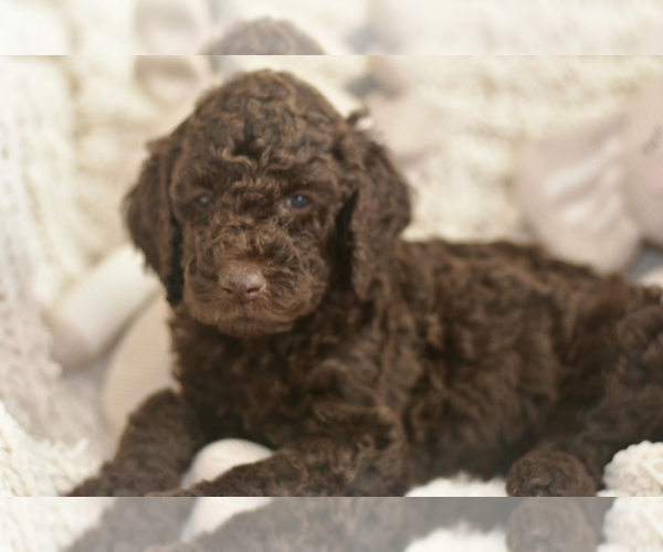 Medium Photo #1 Labradoodle mix (+ Poodle Standard) Puppy For Sale in CHULA VISTA, CA, USA