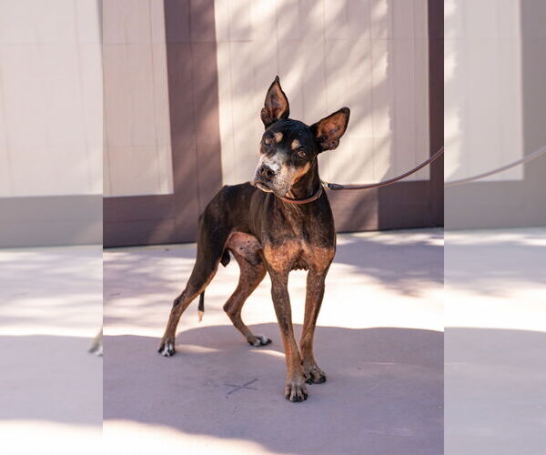 Medium Photo #13 Doberman Pinscher-Unknown Mix Puppy For Sale in Lake Forest, CA, USA