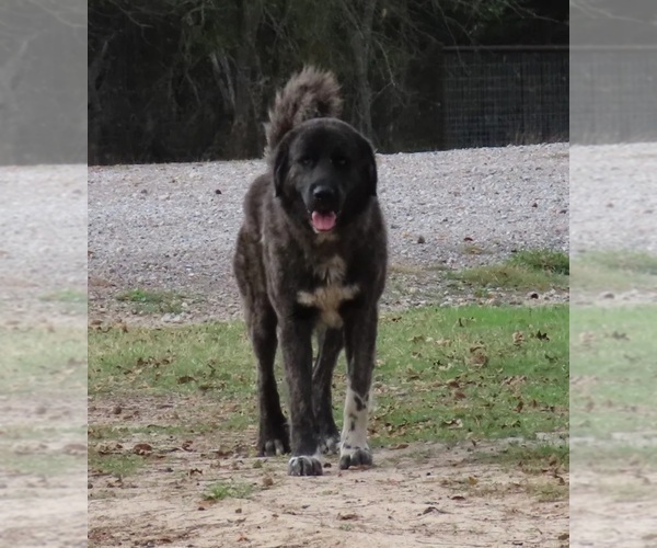 Medium Photo #1 Anatolian Shepherd Puppy For Sale in CUMBY, TX, USA