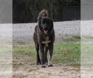 Father of the Anatolian Shepherd puppies born on 04/22/2025