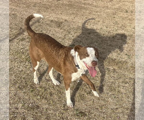 Medium Photo #3 Mutt Puppy For Sale in Lancaster, CA, USA