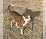 Small #2 Mutt