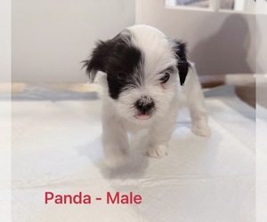Mal-Shi Puppy for sale in PLANO, TX, USA