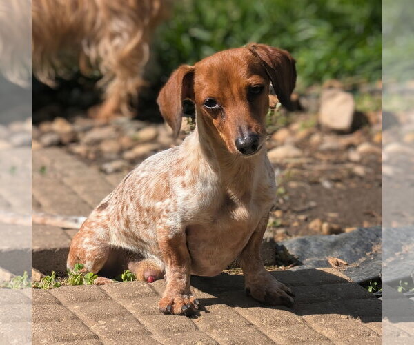 Medium Photo #4 Dachshund Puppy For Sale in Sioux Falls, SD, USA